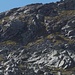 la zona di camosci