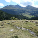 eine grosse Schafherde oberhalb der Alp Plazèr
