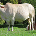 Heilige Kühe in Rickenbach (So).