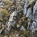 Die Schlüsselstelle im Ab/Aufstieg - sieht hier recht harmlos aus, ist aber nahezu senkrecht mit rutschigem Geläuf und brüchigem Fels - I.
