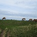 Pferde am Hirschberg