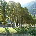 schöne Baum-Allee am Dorfeingang von Coltura