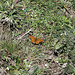 Kleiner Perlmuttfalter (Issoria lathonia)