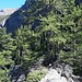 Gipfelbaum Dossen