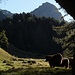 Abbiamo visto il Motasc