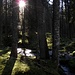 Il meraviglioso bosco fiabesco
