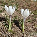 Ein Krokus im Doppelpack.