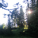 Wenig unterhalb eines kleinen Jagdhütterls nahe der "Griestaler Alpe" (Flurbezeichnung!- keine Alm!) erreiche ich die Sonne - oder sie mich