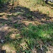 Abstieg vom Roten, vor der Querung der Waldstrasse ein hoher Tritt für kurze Beine