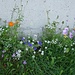 Die liebliche Blumenrabatte vor dem Bergrestaurant Harz