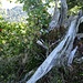 Holzige Fabelwesen auf dem Rotenstein