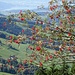 Eberesche auf der Chrüzeggalp