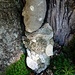 Im Aufstieg zum Habrütispitz guckt ein Steinmännlein aus einem hohlen Baum, weich gebettet im Moosteppich