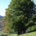 Ein ganz markanter Baum auf dem Habrütispitz. Der Herbst beginnt zu malen