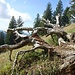 Am Bergweg zum Schnebelhorn