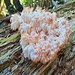 Hericium coralloides<br /><br />È molto probabile che questi funghi si trovino nelle foreste naturali dove il ciclo naturale di crescita e decadimento è ancora indisturbato. La maggior parte delle specie sono teoricamente commestibili, ma non dovrebbero essere raccolte a cause della loro rarità e pericolo. È meglio lasciarli dove sono in modo che anche gli altri possano divertirsi a guardarli.