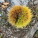 Herbstbote