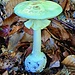 Amanita citrina