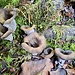 Craterellus cornucopioides<br /><br />Lungo il fiume troviamo und grande quantità di questo dlizioso fungo commestibile.