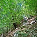 La sentiero attraverso la foresta fino a Rasa