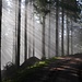 Sonnenlicht im Wald beim Aufstieg zur Hark *