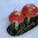 auch die beiden (angefressenen) Pilze sind vom Schnee umgeben