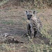 Hyäne (2) - entgegen Disneys König der Löwen dann doch recht ansehnliche Tiere ;-) 