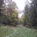 Durch den herbstlichen Wald geht es hinauf.