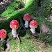 sehr bekannte, attraktive Pilze in hübscher Gruppe