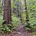 Aufstieg durch den Wald bei La Côtatte.<br /><br /><br />