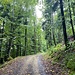 Auf Forstwegen gewinnt man an Höhe.<br /><br /><br />