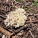 ein noch nie gesichteter, korallenähnlicher Pilz
