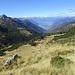 Salendo dall'Alpe di Giumello verso il Passo di San Jorio : panorama