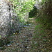 durch lauschigen Wald