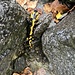 ein wahrer Bergsteiger - wir haben ca. 10 Salamander auf und am Weg gesehen
