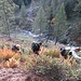 Alla fine della stradina che termina con una leggera discesa (vedi in centro foto), si supera un torrente su un ponticello di tronchi (nuovo) e, dopo una palina segnaletica, si comincia a salire con bella pendenza in un rado bosco di  larici.