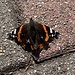 zurück bei unserer Unterkunft - zeigt dieser Schmetterling, auch wenn bereits verstorben, seine Schönheit