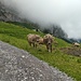 Tierische Begleitung beim Aufstieg zur Rotsteinpasshütte