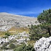 Dernier arbre à 1800m 