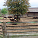 Beim Hof Farnsburg gibt es eine Bison Herde zu sichten.