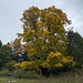 Eindrückliche Bäume in den schönsten Herbstfarben.<br /><br /><br />