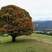 Un bel arbre juste avant le sommet du Wachthubel