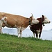 Vaches au-dessus de Chüng