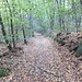 Rientro per boschi: Piana di Vegonno - Piana di Montonate  - Parco Ticino  - Valle del Boia. 