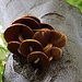 Pilze an lebender Buche in ausgewachsen<br />Es sollte sich um den Schmierigen Buchenschüppling - Pholiota adiposa handeln.