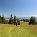 Wiesenweg