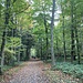 beschaulicher Gang durch den Wald ...