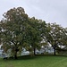 (wäre) ein herrlicher Aussichtsplatz - wenn die dicke Nebeldecke nicht wäre