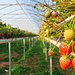 Erdbeeren werden heute nicht mehr auf der Erde gepflanzt, sondern so, dass man sie im Stehen pflücken kann.