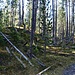 Typisches Bild in einem Wald im Nationalpark: urwaldähnlich